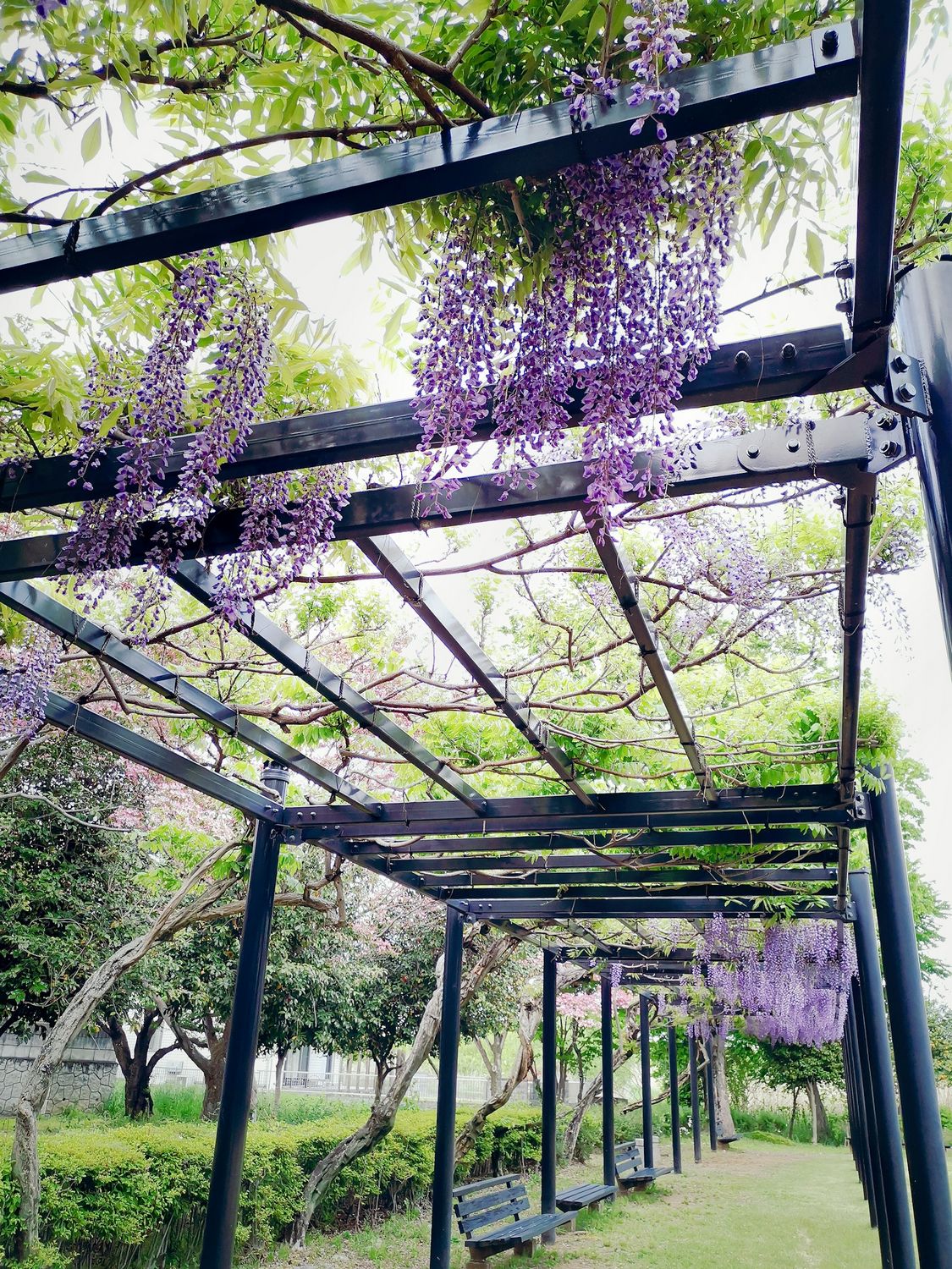 pergola florale métal sur mesure